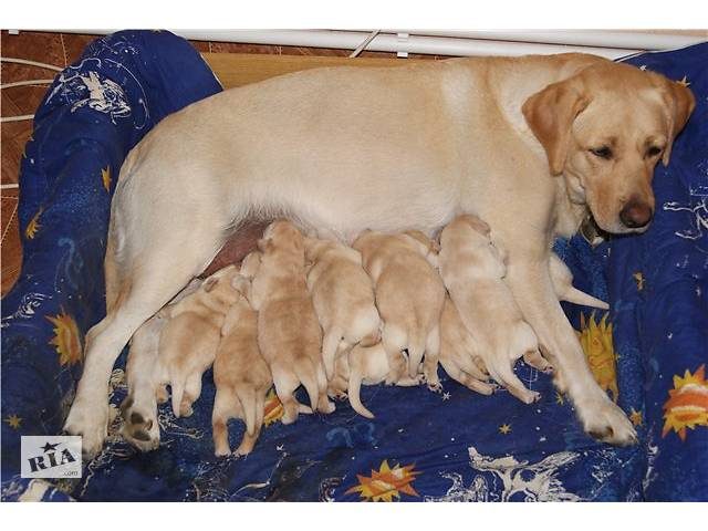 Родился один щенок в помете