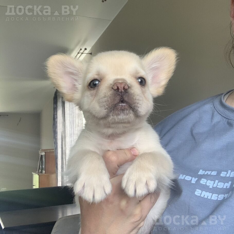 Французский бульдог