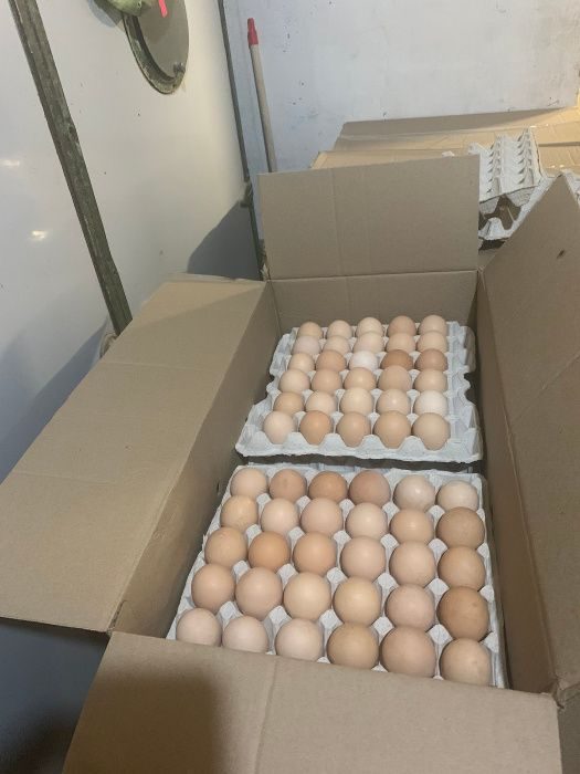 Где купить яйцо бройлера для инкубатора. Инкубационное яйцо бройлера Кобб 500. Инкубационное яйцо бройлера Росс 308. Инкубационное яйцо Кобб 500. Бройлер Кобб 500 яйцо.