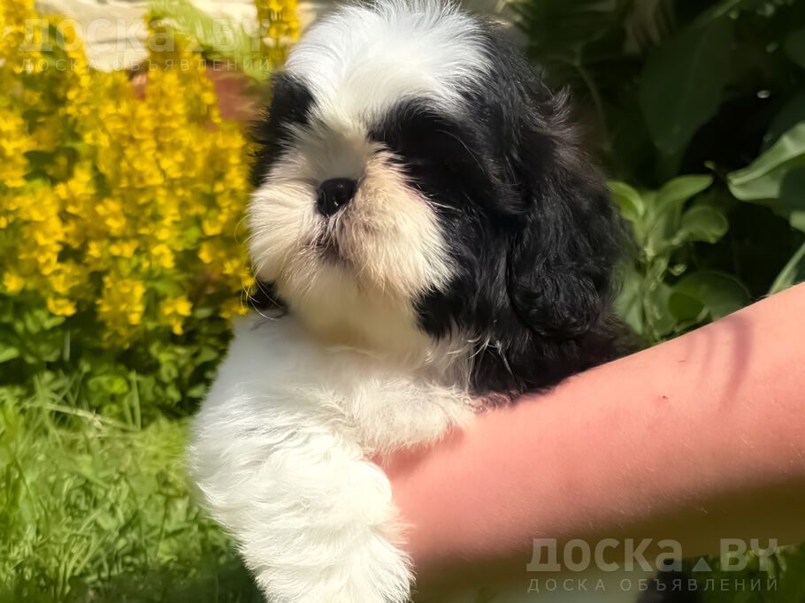 Ши-тцу