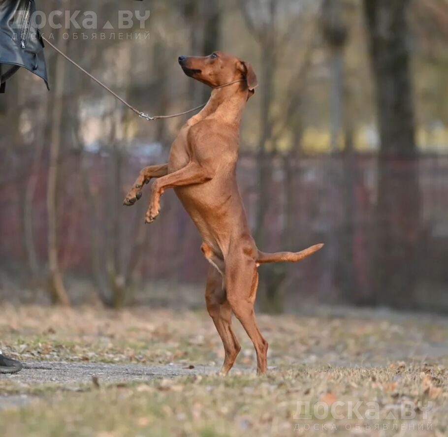 Пинчер