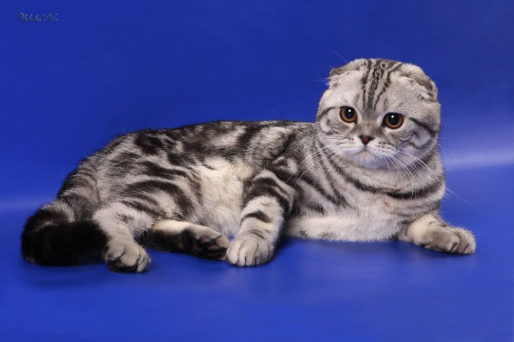 Вислоухие котята фото шотландские мраморные фото