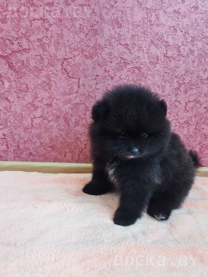 Померанский шпиц