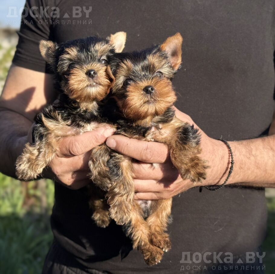 Йоркширский терьер