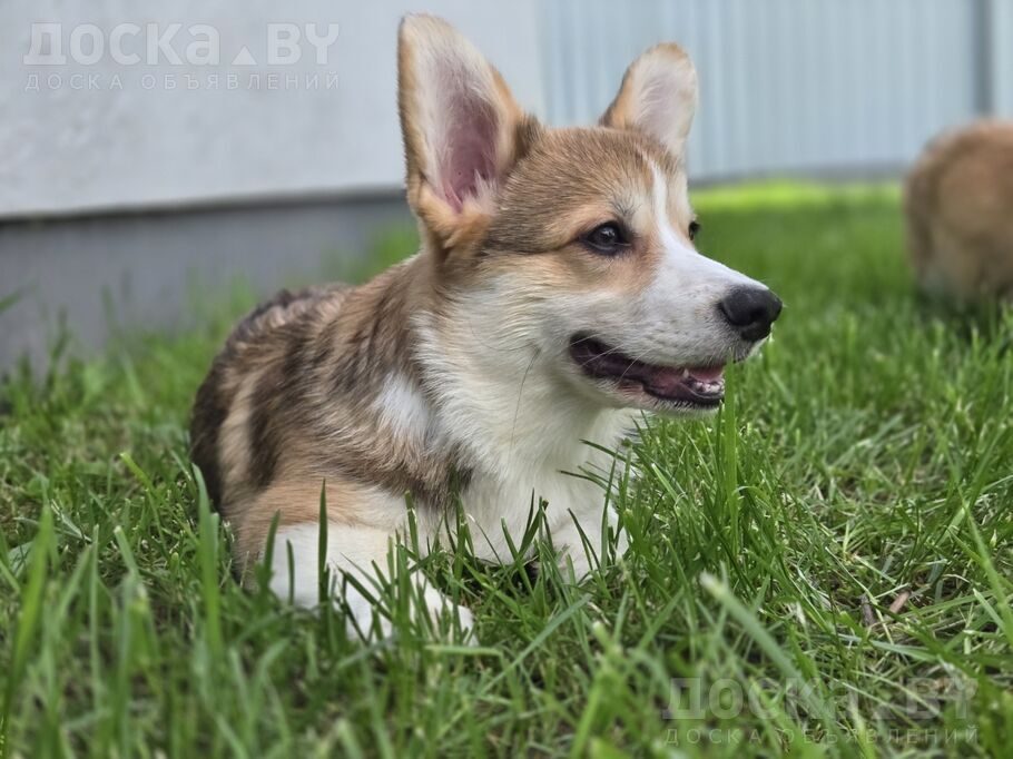 Вельш корги пемброк