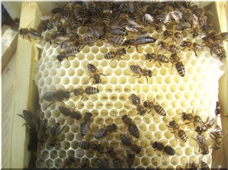 Породы пчел купить. Пчеломатка Карника. Карпатская пчеломатка. Пчела Карпатка. Пчеломатка Карпатской породы.