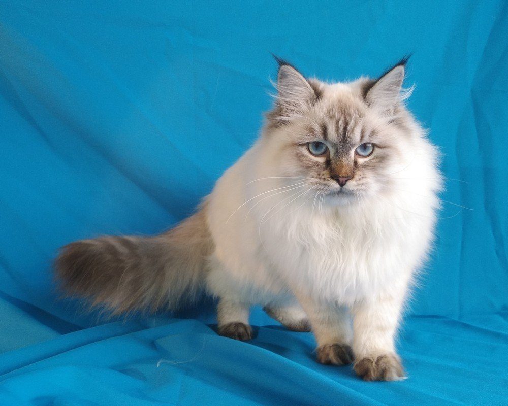 Кошка невская маскарадная фото окраска