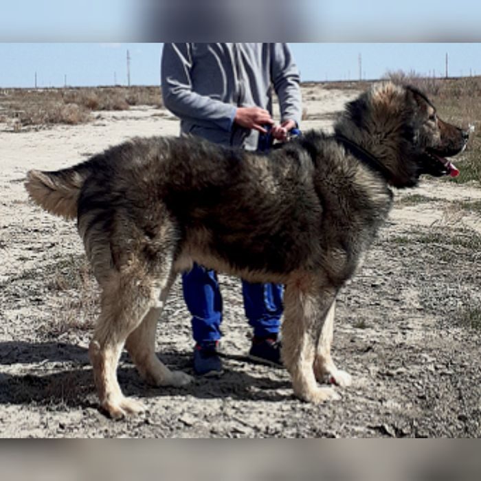 Купить Собаку В Лнр