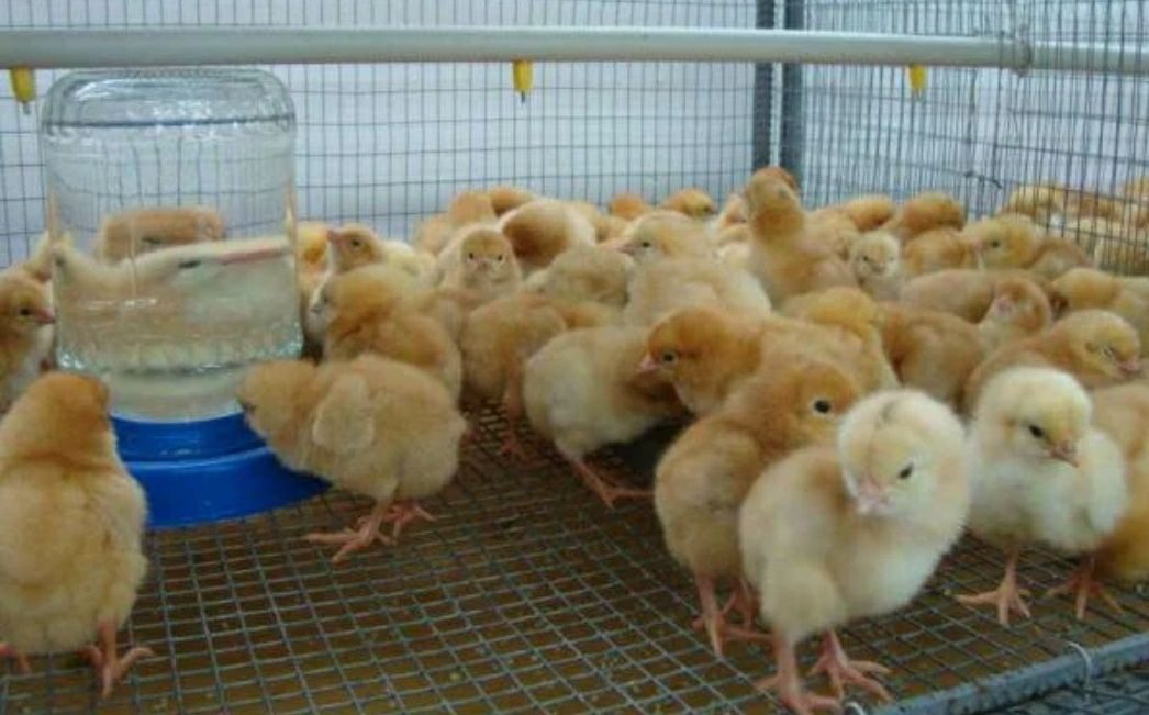 Цыплята яичных пород куплю