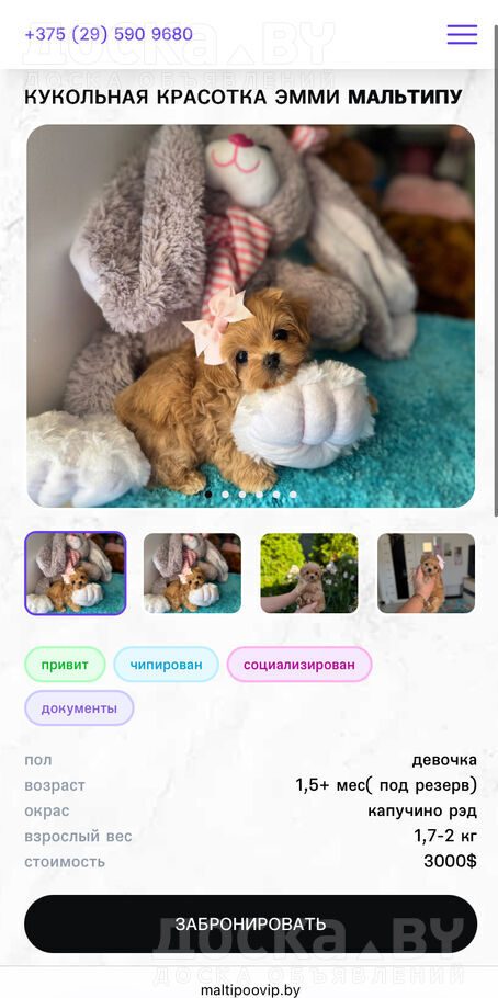 Мальтийская болонка