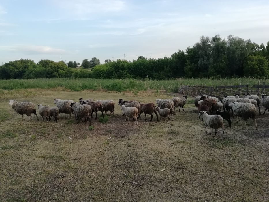 Купить Барана Живым Весом