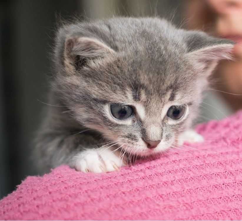 Пепельный с белым котенок Никки, 1,5 мес, кошечка - девочка 