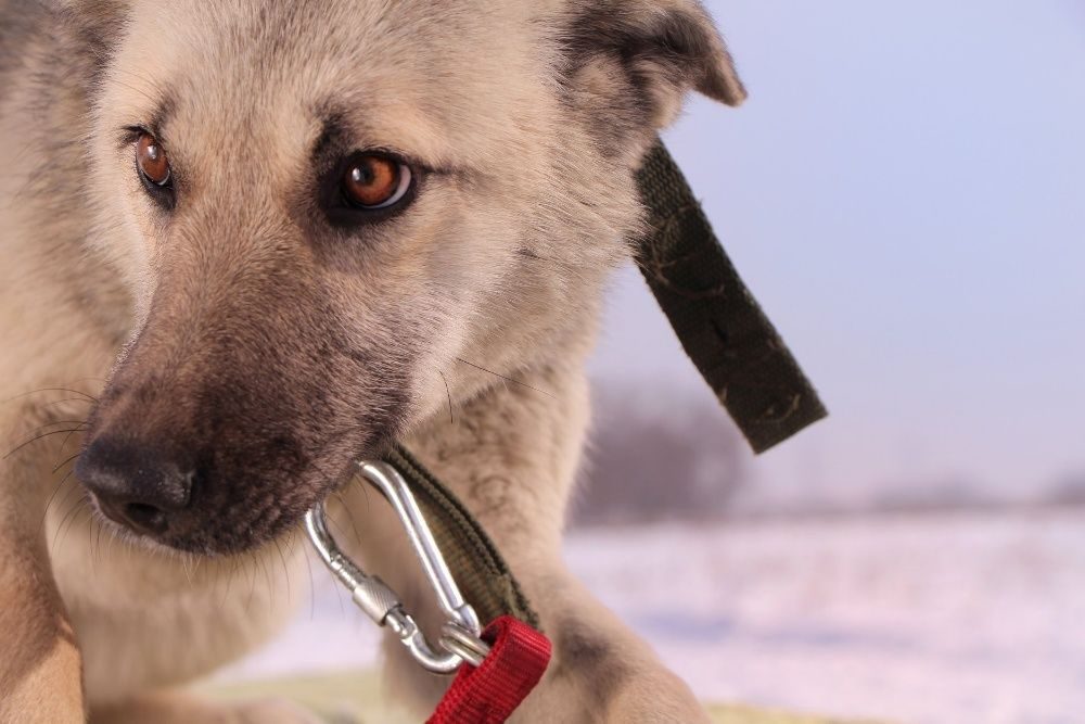 Собака Марго. Собаки в Алматы. Шавка Марго. Продажа собак в Алматы. Купить собаку в алматы