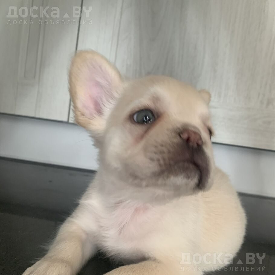 Французский бульдог