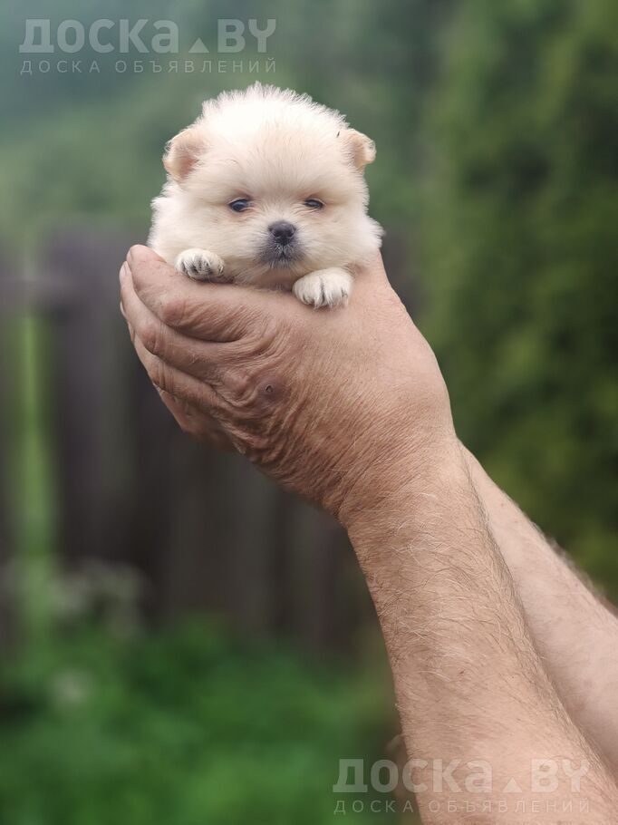 Померанский шпиц