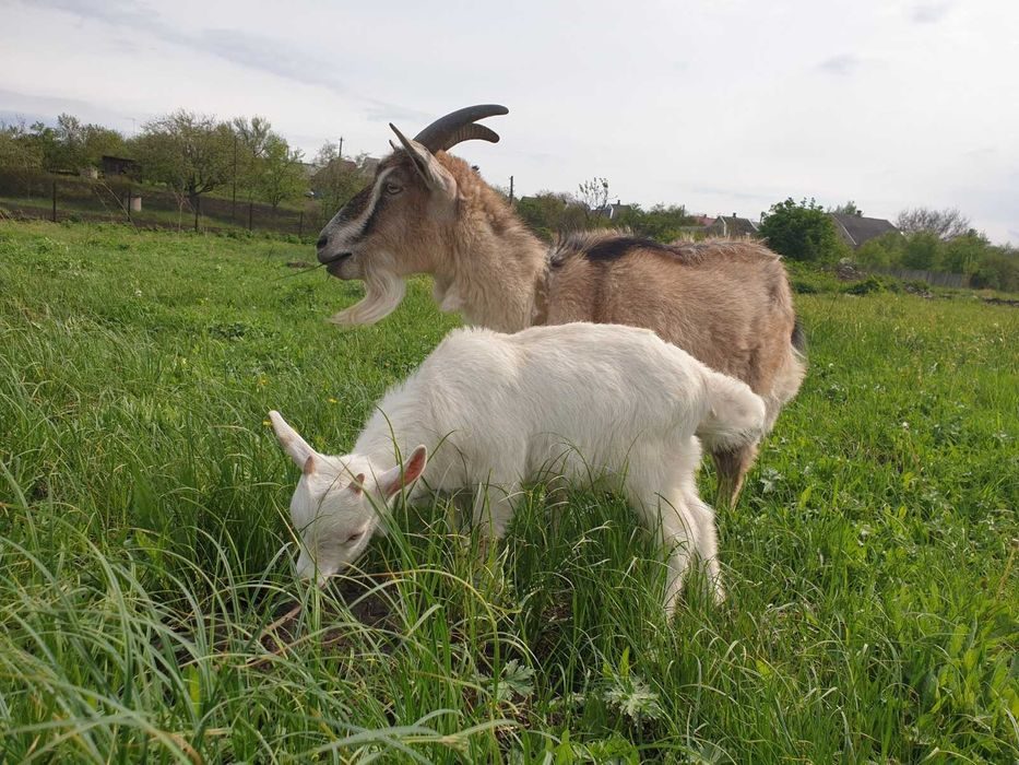 Купить козу в нижегородской. Холмогорские козы. Коза молоко. Продаются козы. Фото козы с молоком.