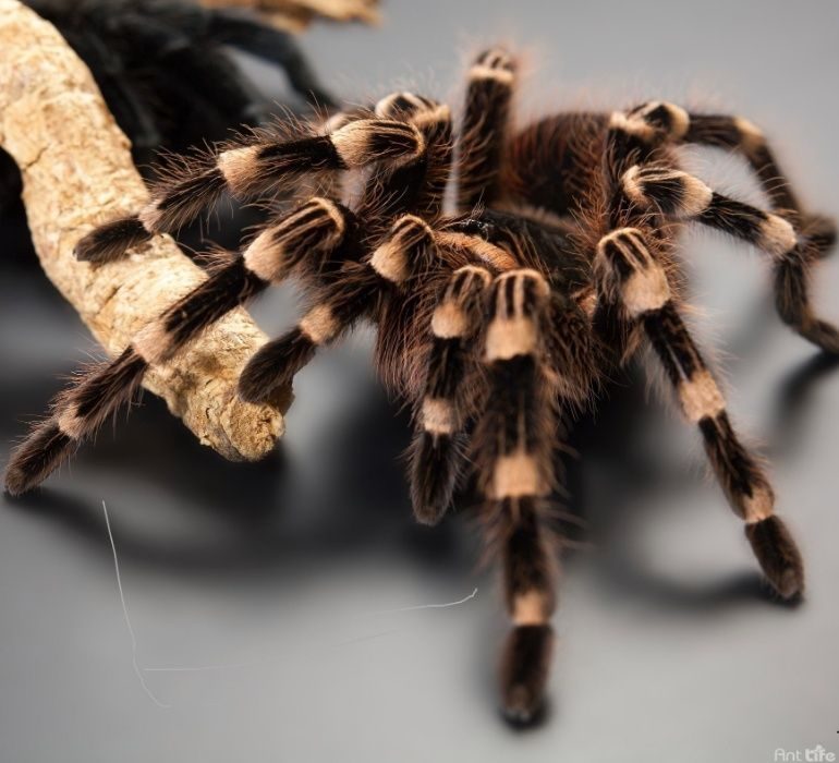 Acanthoscurria geniculata фото