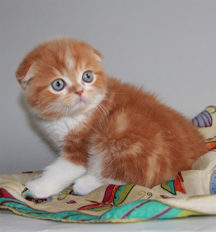 Породистого котенка недорого. Шотландская вислоухая кошка рыжая. Вислоухий страйт фолд рыжий. Скоттиш фолд Калико. Скоттиш фолд красный мрамор.
