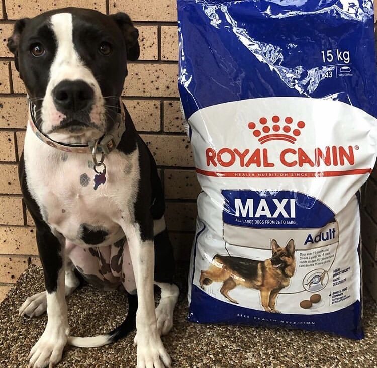 Корм для собак роял канин 15 кг. Корм для собак Royal Canin 15 кг. Royal Canin Maxi Adult 26 корм для собак от 15 месяцев до 5 лет,15 кг (3 шт). Сухой корм для собак Royal Canin Maxi Adult 5 15кг. Giant Maxi Royal.
