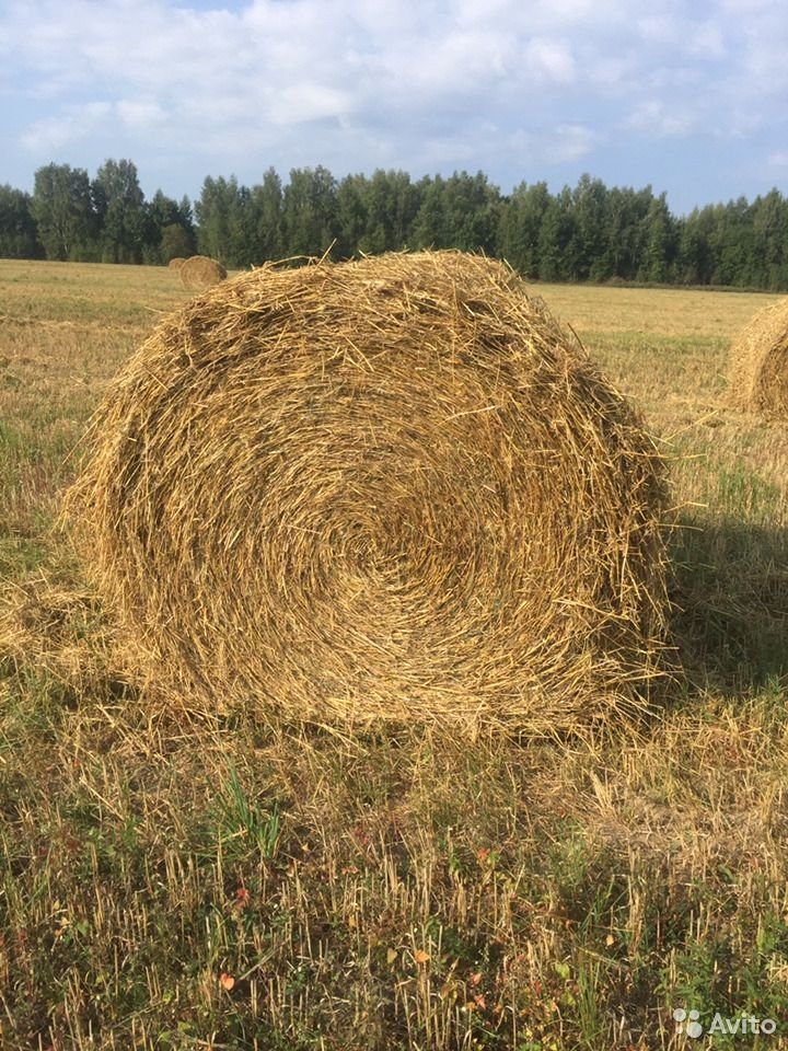 Солома Купить В Нижегородской Области