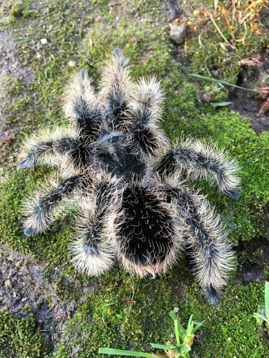 Brachypelma Albopilosum Nicaragua самка паука птицееда для новичков.