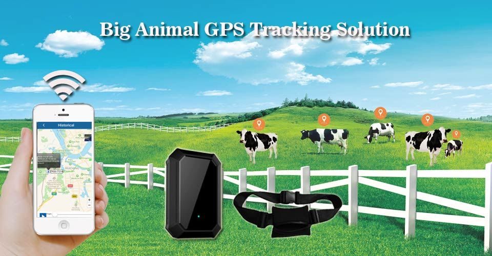 Мониторинг животных. GPS для КРС. GPS Tracker для коров. Датчики для животных GPS для коров. GPS маячок для скотины.