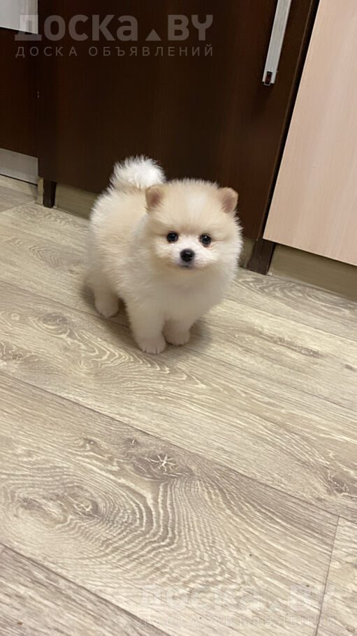 Померанский шпиц