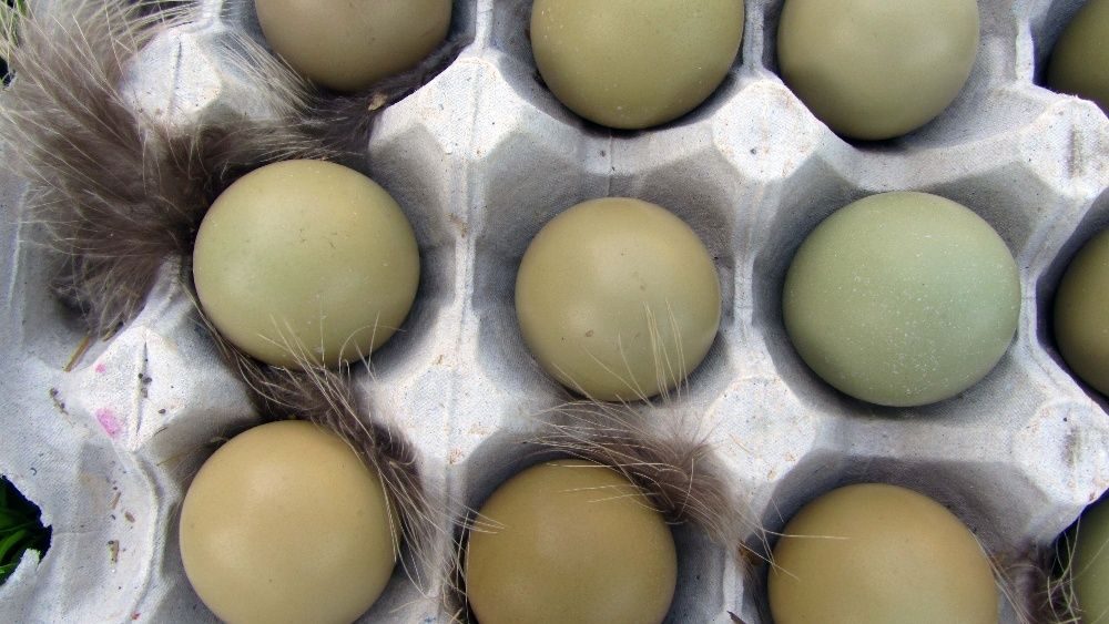 Инкубационное яйцо фазана купить. Яйцо фазана инкубационное. Инкубация яиц фазана. Голубиная яйцо инкубационное. Размер фазаньих яиц.