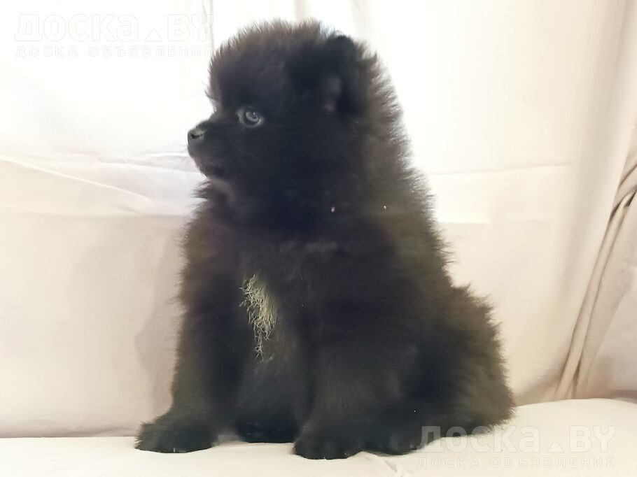 Померанский шпиц