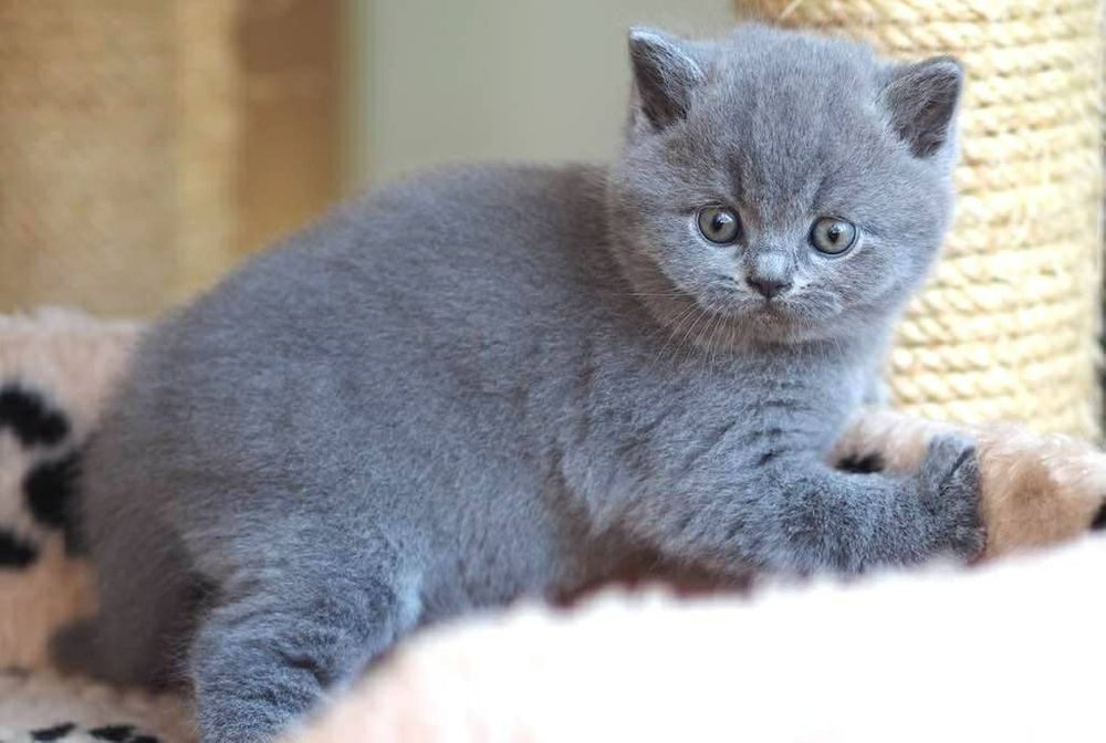 Купить британского котенка в спб. Шотландская плюшевая кошка прямоухая. Котенок британский 4.5. Кошка плюшка Британская. Фото британских котят голубого окраса в 1.5 месяца.