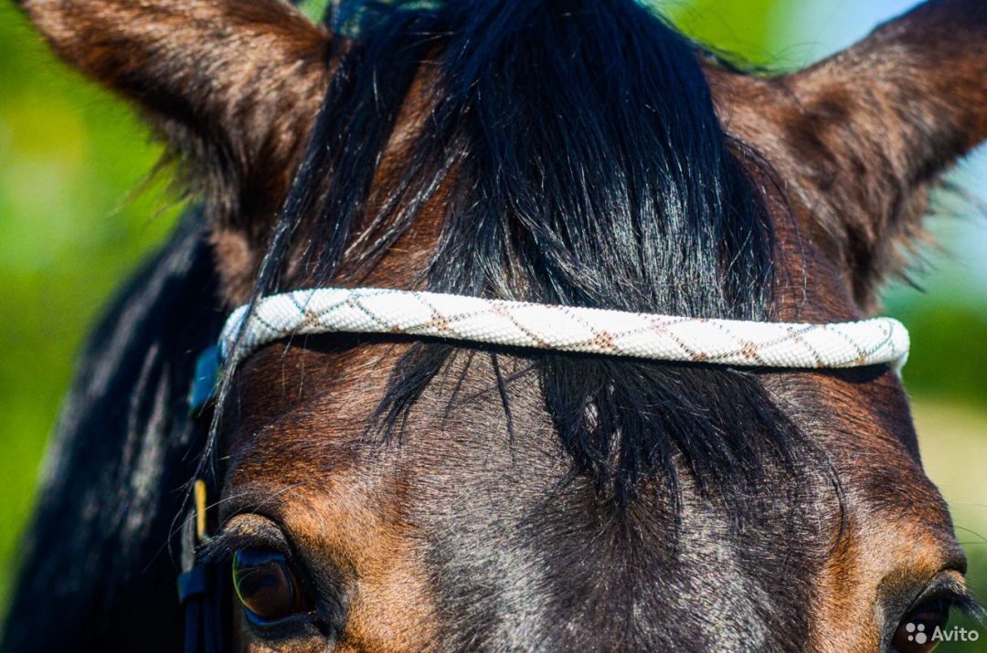 SHIRES Aviemore Налобник для лошади 