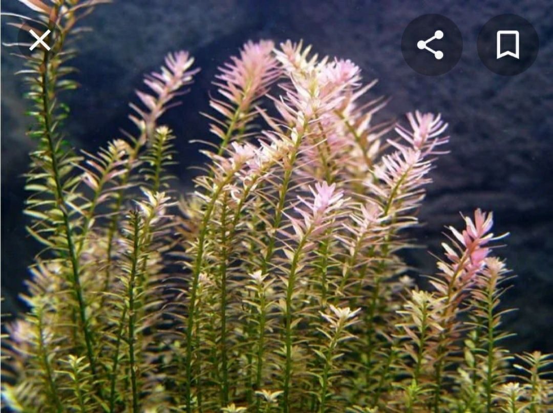 Ротала Индика Rotala Indica