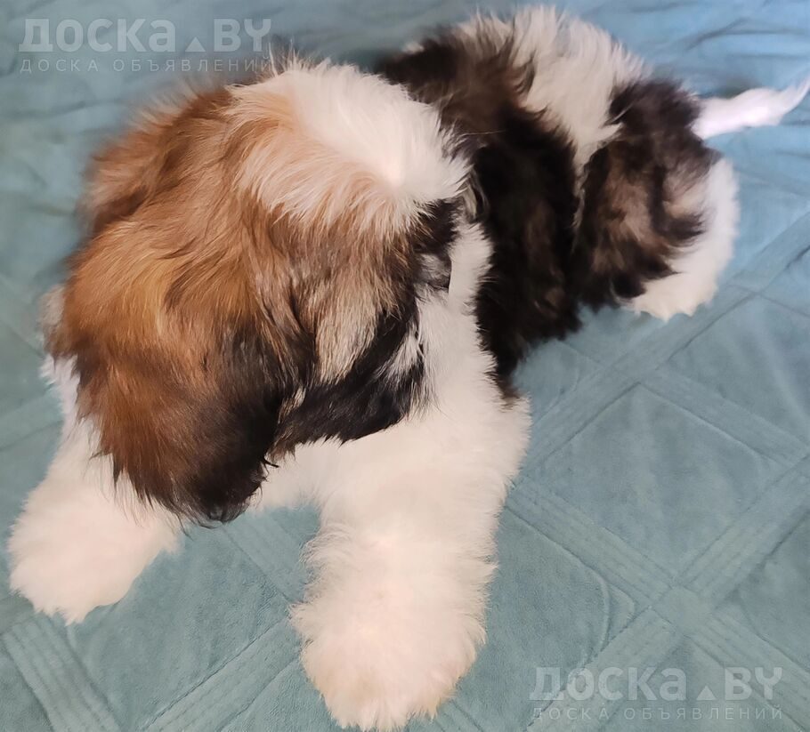 Ши-тцу