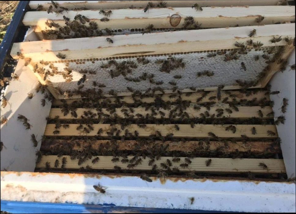 Пчелопакеты в краснодарском крае 2024