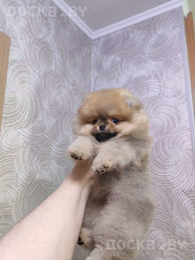 Померанский шпиц