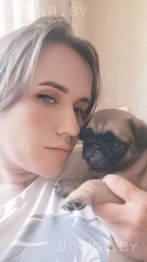 Мопс
