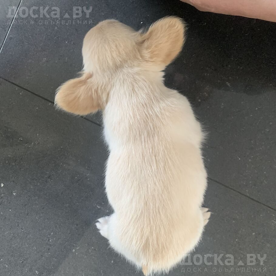 Французский бульдог