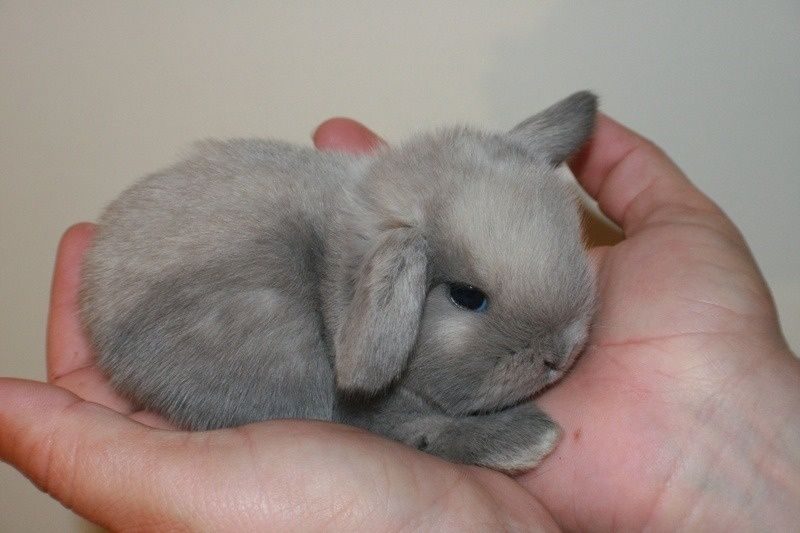 Карликовый кролик фото взрослого с пояснениями размеры