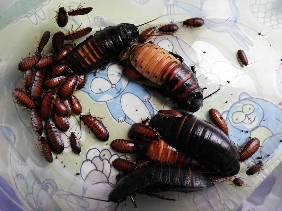 Новорожденные тараканы фото