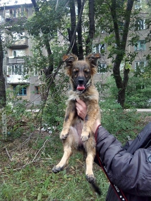 Пристроить собаку в добрые