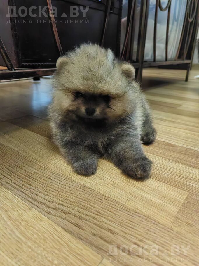 Померанский шпиц