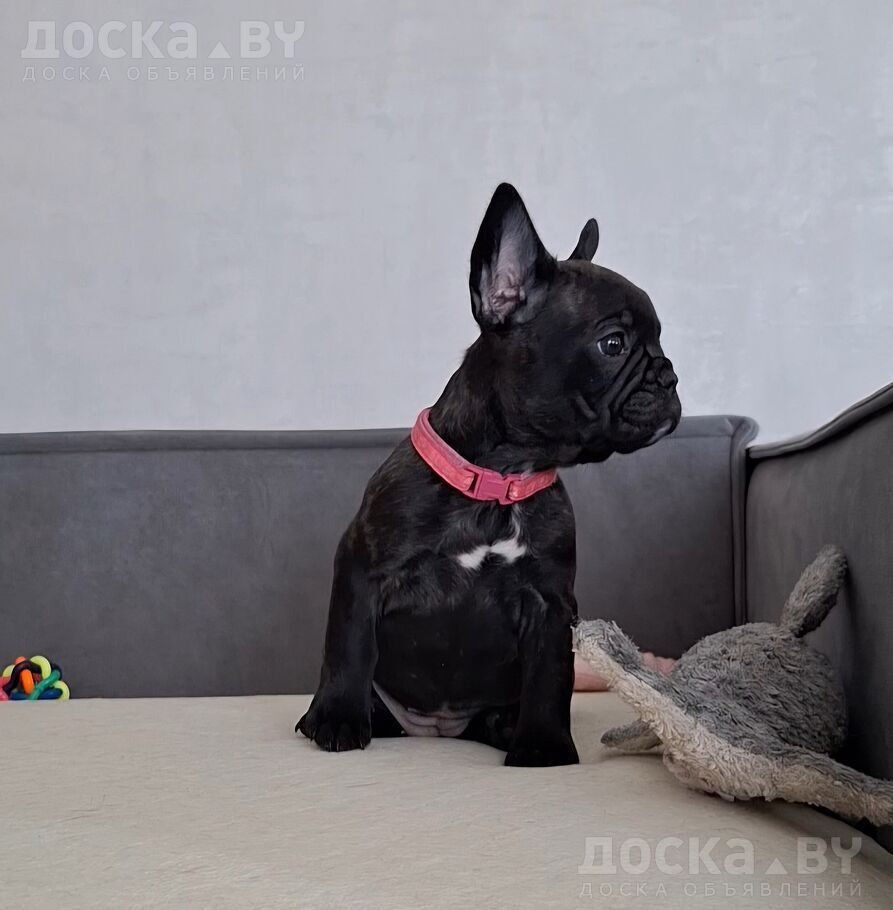 Французский бульдог
