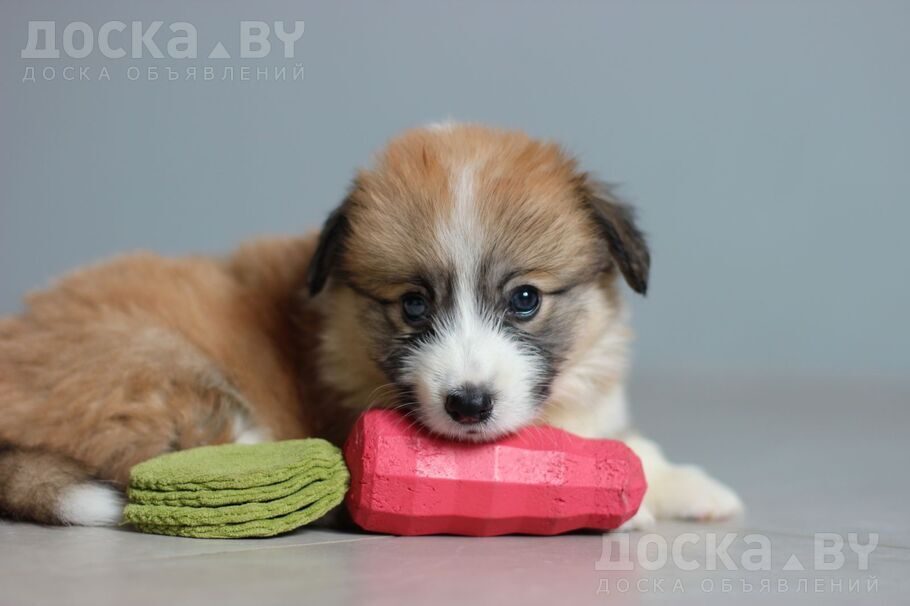 Вельш корги пемброк