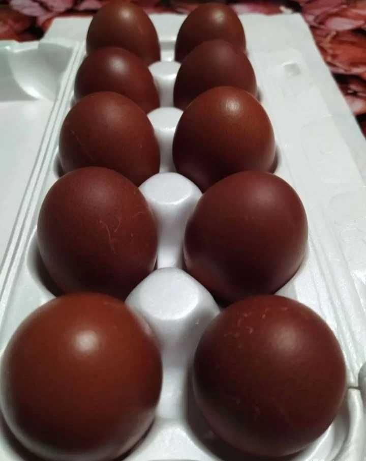 Инкубационное яйцо марана купить. Маран черно медный. Куры Маран черно медный яйца. Маран черно медный яйца. Цыплята Маран черно медный.