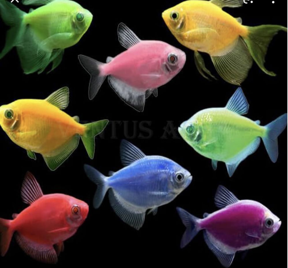 рыбки и их названия фото