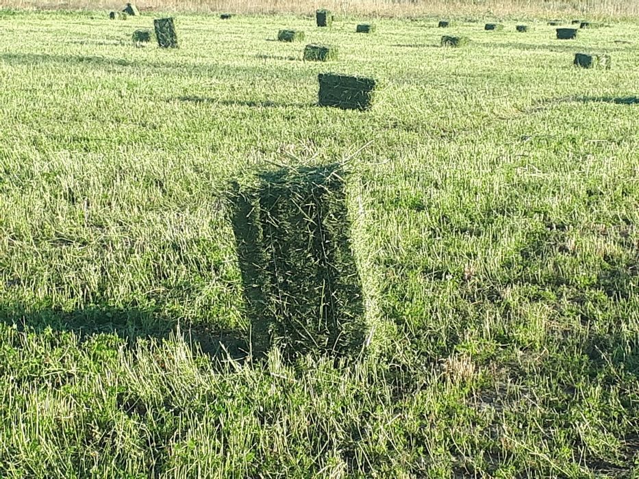 Фото Тюк Сена В Поле