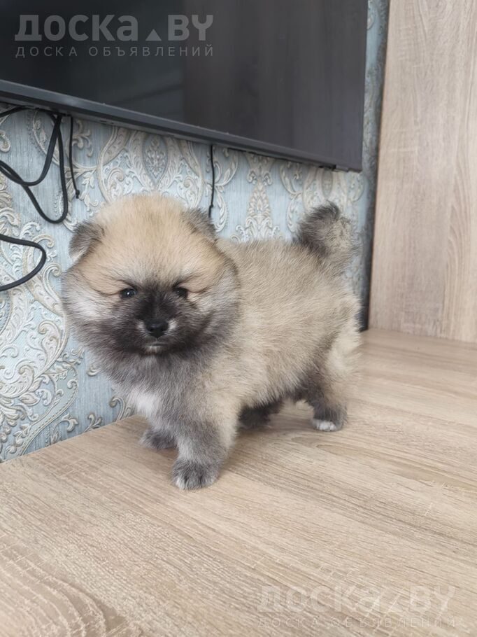 Померанский шпиц