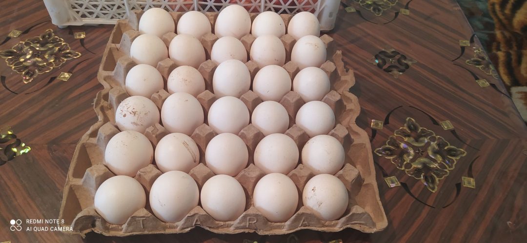 Инкубационные яйца птицы купить. Инкубационное яйцо несушки.