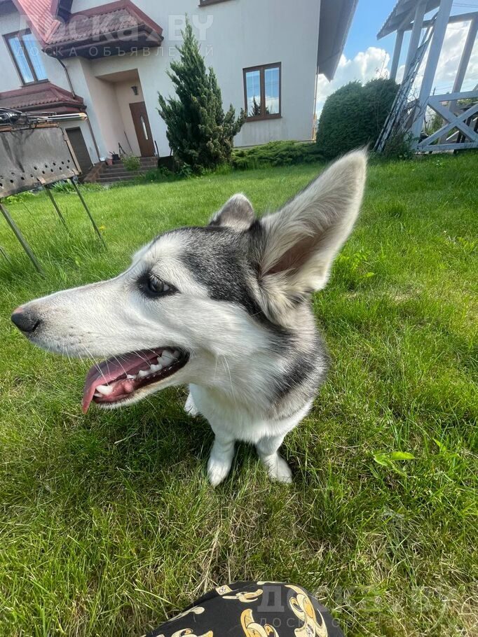 Аляскинский маламут