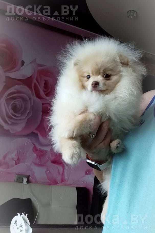 Померанский шпиц